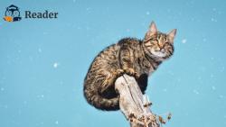 Top 6 cuốn sách hay về mèo mà các “con sen” không thể bỏ qua
