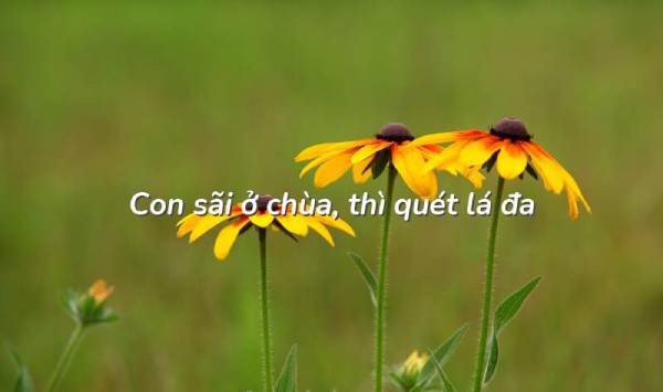 Con sãi ở chùa thì quét lá đa
