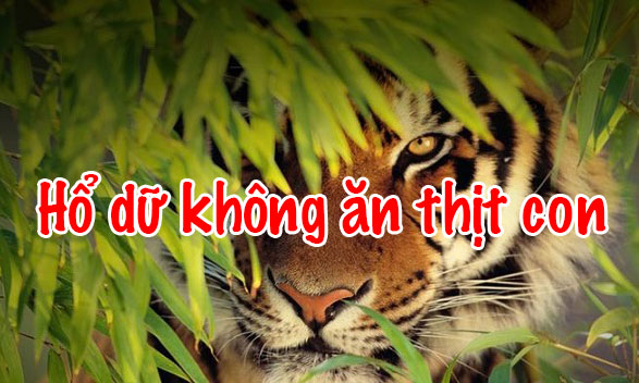 Hổ dữ không ăn thịt con