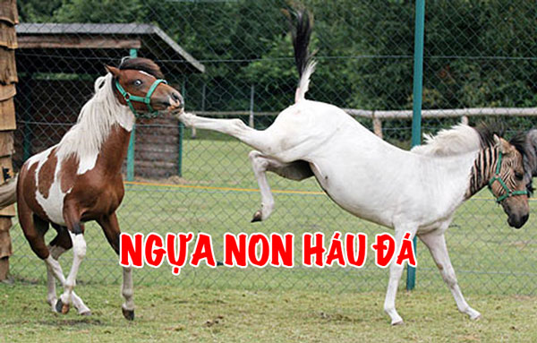 Ngựa non háu đá
