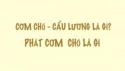 Cơm chó là gì? Cẩu lương là gì? Phát cơm chó có nghĩa là gì?